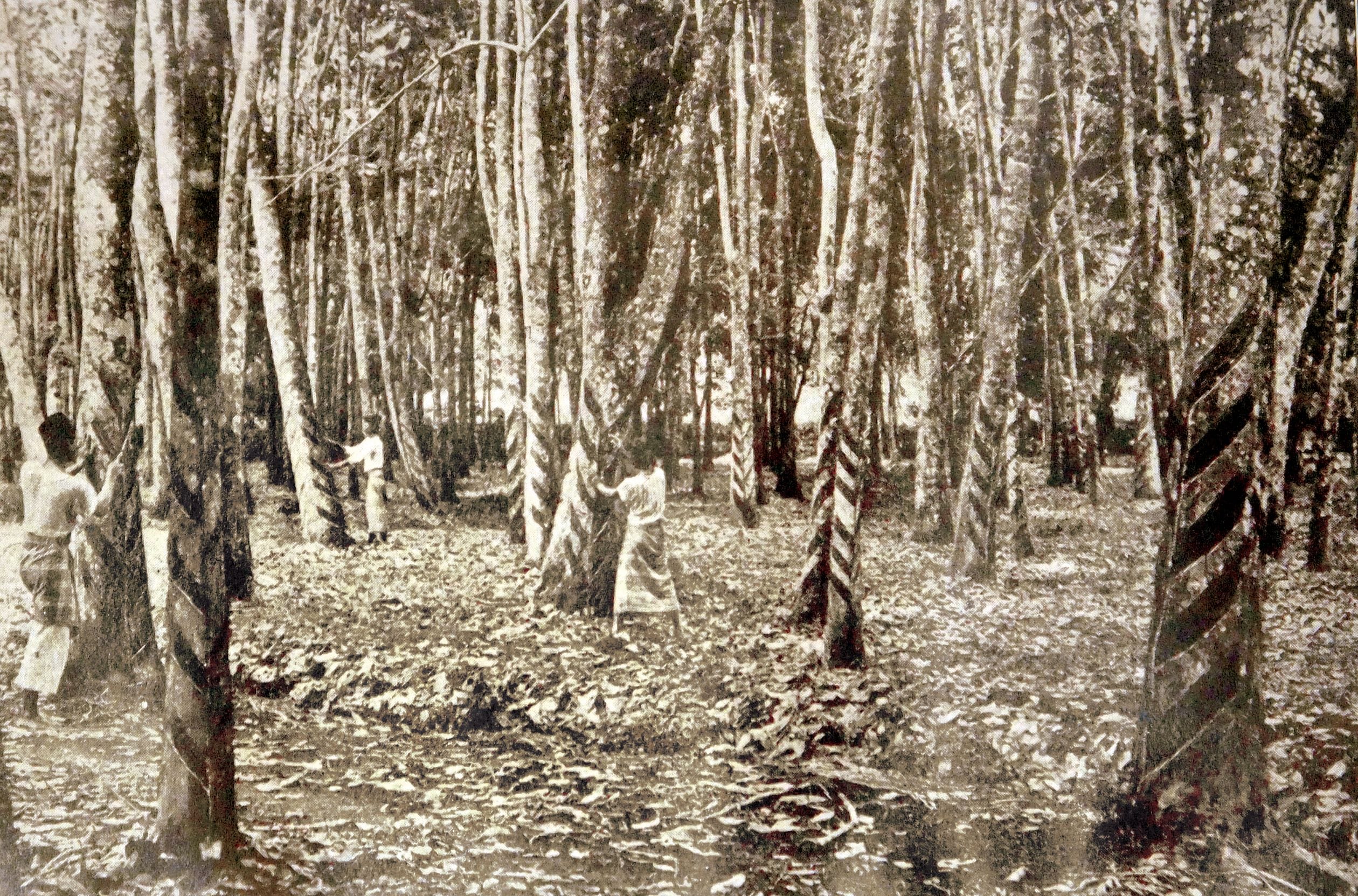 12- and 15-year-old trees in a para rubber plantation. An Illustrated Guide to the Federated Malay States, 1910, p. 161.